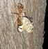 Green Grocer Cicada