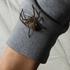 Huntsman Spider