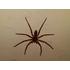 Wolf Spider